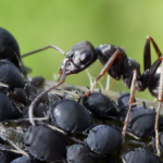 „Kampf den Krabblern: Schädlinge im Garten erkennen und bekämpfen“