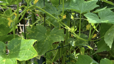 Die Grundlagen des biologischen Gartenbaus: Nachhaltiges Gärtnern für Anfänger