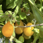 Mischkultur im biologischen Gartenbau: Vorteile und bewährte Pflanzenkombinationen